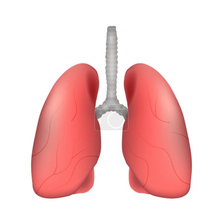 Illustration for Lung of human . Respiratory system . Realistic design . Isolated . Vector illustration . - Royalty Free Image