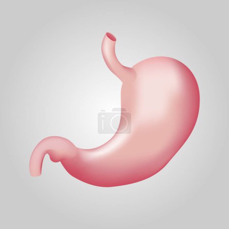 Illustration for Stomach of human . Digestive system . Realistic design . Isolated . Vector illustration . - Royalty Free Image