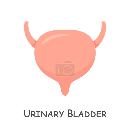 Téléchargez les illustrations : Urinary bladder of human . Cartoon design . Isolated . Vector . - en licence libre de droit