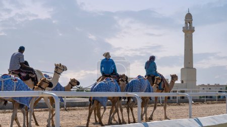 Photo for Al Shahaniya, Doha, Qatar - October 03,2023:camel caretakers are instructing and conditioning the camels at the Al Shahaniya track in preparation for the forthcoming winter season race. - Royalty Free Image