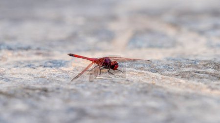 Photo for Salalah,oman- Novemebr 11,2023: The red dragonfly, Sympetrum sanguineum in salalah, oman. - Royalty Free Image