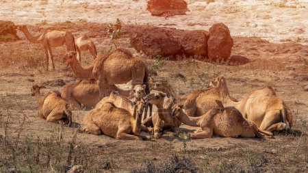 Photo for Salalah,oman- Novemebr 11,2023: Camels relishing a sand bath near a Wadi in Salalah, Oman. - Royalty Free Image