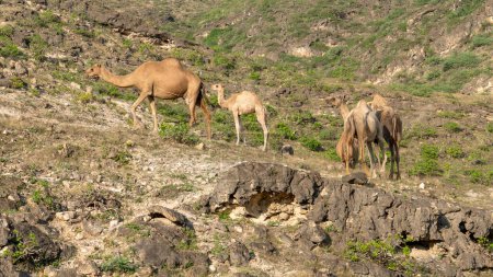 Photo for Salalah,oman- Novemebr 11,2023: In Salalah, located in the enchanting Dhofar region of Oman, the presence of camels roaming freely contributes to the region's distinctive charm - Royalty Free Image