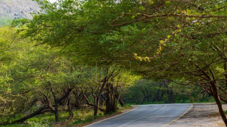 Photo for Salalah, Oman- November 11,2023- beautiful roads of salalah filled with Naturistic scenes. - Royalty Free Image