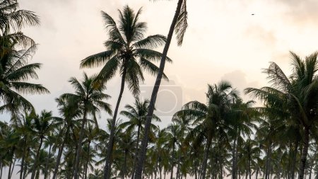 Foto de Palmeras de coco, hermoso fondo tropical en salalah - Imagen libre de derechos