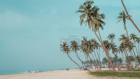 Photo for Haffa beach , salalah- December 12, 2023:many coconut trees at gorgeous al haffa beach in salalah during sunrise, Oman, officially the Sultanate of Oman. - Royalty Free Image