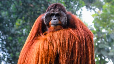 Male Sumatran orangutan (Pongo abelii) .Pongo pygmaeus.Bornean orangutan (Pongo o pygmaeus wurmmbii) in the wild nature.