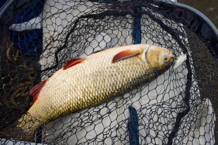 Téléchargez les photos : Ide fish in the hands of the angler. Big Ide fish. Fishing hobby concept - en image libre de droit
