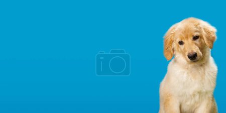 Téléchargez les photos : Hovawart golden puppy isolated on blue background. A portrait of a cute Golden Retriever isolated. Banner - en image libre de droit