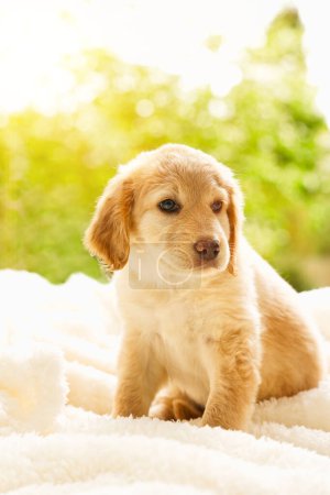 Foto de Cute hovawart young puppy. Lovely Golden retriever puppy. sweet puppy on sunny day - Imagen libre de derechos