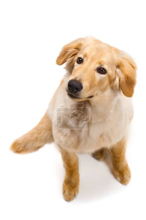 Foto de Cachorro de hovawart rubio aislado. Captura de estudio de un lindo cachorro Hovawart. cachorro golden retriever. Cachorro de 5 meses - Imagen libre de derechos