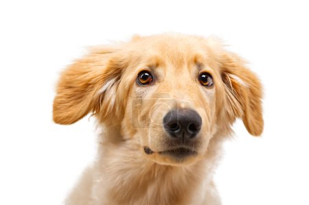 Foto de Retrato de hermoso perro hovawart dorado aislado. seis meses viejo hovawart rubia cachorro retrato en estudio - Imagen libre de derechos