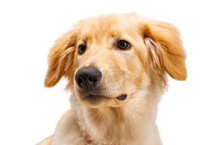 Foto de Retrato de hermoso perro hovawart dorado aislado. seis meses viejo hovawart rubia cachorro retrato en estudio - Imagen libre de derechos
