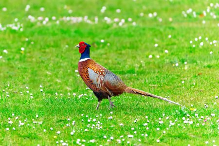 Photo for Male common pheasant walking on the green meadow, blurred background, Phaseanus colchicus. A closeup of a common pheasant - Royalty Free Image