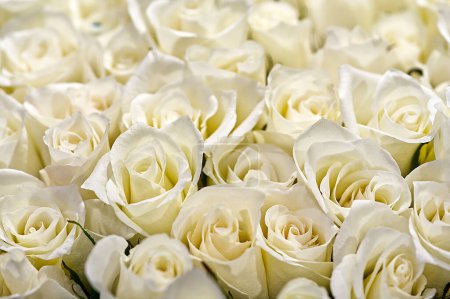 Foto de Hermoso ramo de rosas frescas en plena floración. Brotes de rosa blanca para fondo y diseño. Estilo vintage, enorme ramo de rosas blancas - Imagen libre de derechos