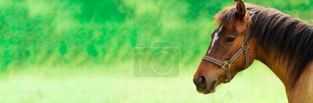Foto de Potente y elegante, un caballo marrón contra un campo verde vibrante, creando una escena tranquila y cautivadora. Capturando la esencia de la gracia y el poder, este retrato de cerca cuenta con un impresionante color marrón - Imagen libre de derechos