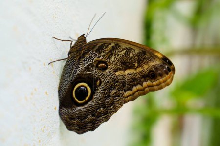 Téléchargez les photos : Eyes of the Tropics: Caligo Atreus Butterfly with Unique Wing Patterns. Un résident captivant du jardin des papillons et de la ferme des papillons - en image libre de droit
