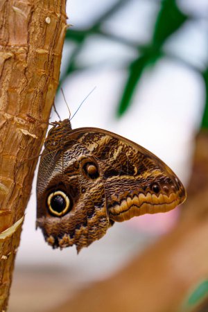 Téléchargez les photos : Eyes of the Tropics: Caligo Atreus Butterfly with Unique Wing Patterns. Un résident captivant du jardin des papillons et de la ferme des papillons - en image libre de droit