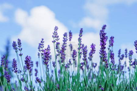 Foto de Una impresionante vista panorámica de un vasto campo de lavanda en plena floración, con vibrantes flores de color púrpura, frente a un cielo azul claro. La escena idílica evoca una sensación de paz y tranquilidad. - Imagen libre de derechos