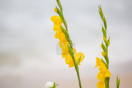 Photo for Flowers in honor of iemanja, during a party at copacabana beach. - Royalty Free Image