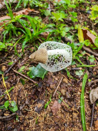 Photo for Phallus indusiatus, bridal veil mushroom in a backyard in Rio de Janeiro, Brazil. - Royalty Free Image