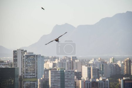 Vulture flying in the sky of Espirito Santo, Brazil.