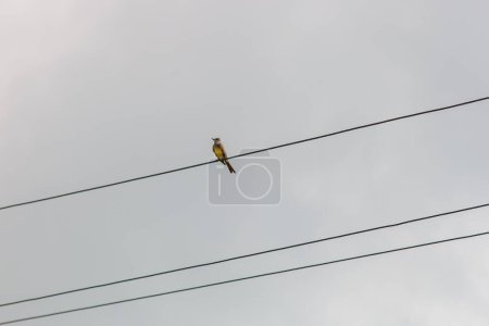 Foto de Buen pájaro te vi en un cable en Río de Janeiro, Brasil - Imagen libre de derechos