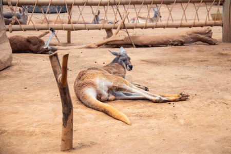 kangourou en plein air au Brésil.