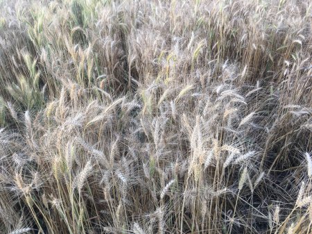 Foto de Tiempo de cosecha para el campo de trigo Meadow - Stock Image as JPG File - Imagen libre de derechos