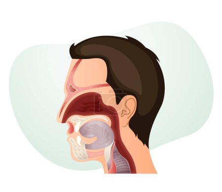Illustration for Nasal Cavity and Human Face Anatomy - Stock Illustration as EPS 10 File - Royalty Free Image