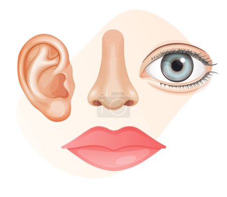Menschliche Gesichtsteile - Lippen, Ohren, Nase, Augen - Archivbild als EPS 10 Datei
