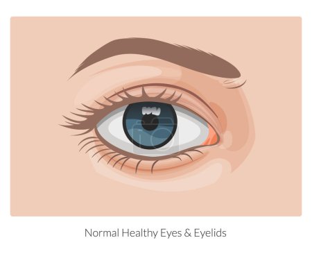 Human Eye - Stock Illustration  as EPS 10 File
