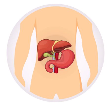 Illustration for Gall Bladder - Liver - Stomach Icon stock illustration as EPS 10 File - Royalty Free Image
