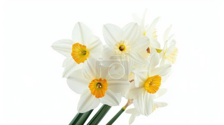a bunch of blossoming daffodils isolated on white background