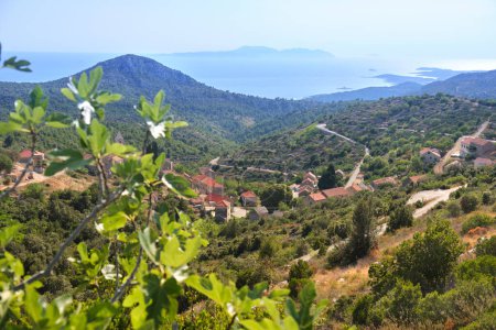 Photo for Velo Grablje, historic village on Hvar island in Croatia famous for lavender, vine and olive oil production. Aerial view from an old mountain road. Bird view on old stone houses. Fig tree on foreground. - Royalty Free Image