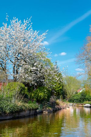 Photo for White cherry or apple tree in bloom on a bright day with blue sky by the river or water channel with reflection. Sunny day in Spring, romantic springtime. - Royalty Free Image