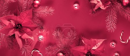 Foto de Rosa verde de Navidad panorámica background.Top vista en ramas de abeto, flores poinsettia, bastones de caramelo y bolas disco espejo. - Imagen libre de derechos