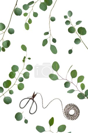 Foto de Eucalyptus twigs isolated on white background. Delicate grey green silver dollar eucalyptus leaves on branches. Flat lay, top view overhead. Scissors with reel of stripy cord. - Imagen libre de derechos