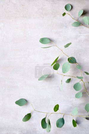Foto de Eucalyptus twigs on stone, overhead view. Delicate grey green silver dollar eucalyptus leaves, copy-space, text space. Flat lay, top view. - Imagen libre de derechos