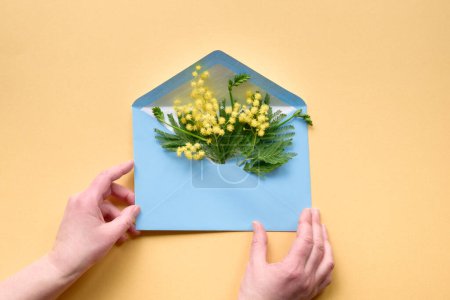 Téléchargez les photos : Fresh mimosa flowers in blue paper envelope in human hands. Flat lay, top view on yellow background. Springtime greeting design for birthday, spring invitation, March 8 International Women's Day. - en image libre de droit