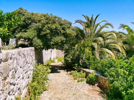 Photo for Lush palm trees create a beautiful arch over a dirt track, street on the island of Hvar. - Royalty Free Image
