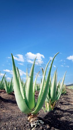 Photo for A field of aloe vera plants with a blue sky in the background. - Royalty Free Image