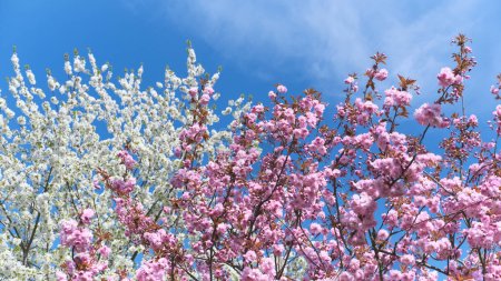 Photo for A row of trees with pink and white flowers. Sakura in Berlin, Germany. - Royalty Free Image