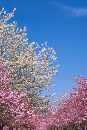 Foto de Una fila de árboles de sakura con flores rosas y blancas y cielo azul primaveral detrás. - Imagen libre de derechos