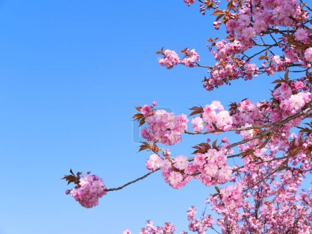 Foto de Un árbol con muchas flores rosadas. Sakura en Berlín, Alemania. - Imagen libre de derechos