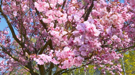 Téléchargez les photos : Un arbre aux fleurs roses dans un parc. Sakura à Berlin, Allemagne. - en image libre de droit