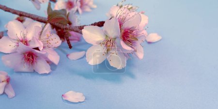 Foto de Fondo azul con flores de almendras rosadas florecientes. Perfecto para saludos frescos y alegres. - Imagen libre de derechos