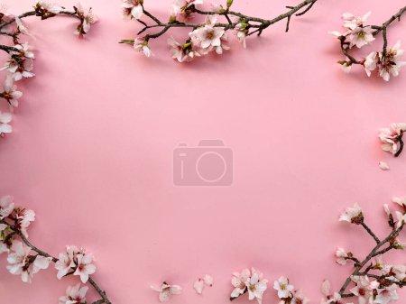Photo for Frame with blossoming almond flowers on a pink paper background. Copy-space for your text. A fresh and delightful image capturing nature's beauty in spring. - Royalty Free Image