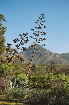 Téléchargez les photos : Fleurs agaves dans la vallée de montagne de l'île de Tenerife, Espagne - en image libre de droit