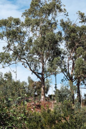 Téléchargez les photos : Eucalyptus sauvages sur l'île de Tenerife, îles Canaries, Espagne. - en image libre de droit